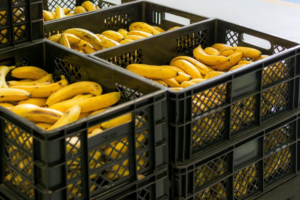 Visita a Bodega